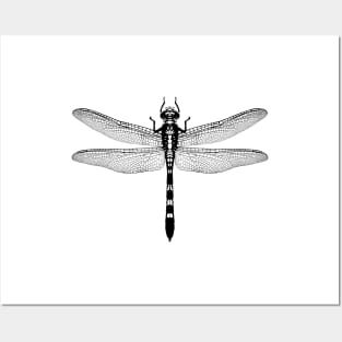 Graphic of a dragonfly Posters and Art